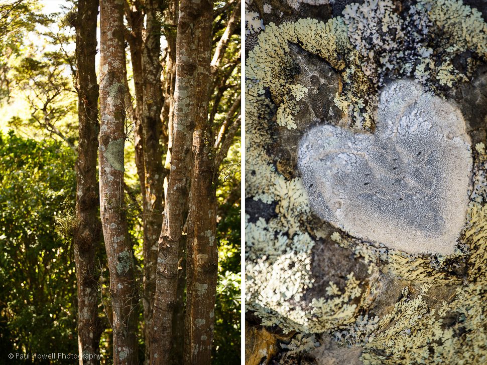 Wellington Wedding Photographer at Otari Wilton's Bush (12 of 99)