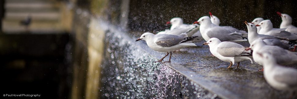 Wellington-photographer-paul-howell-seagulls