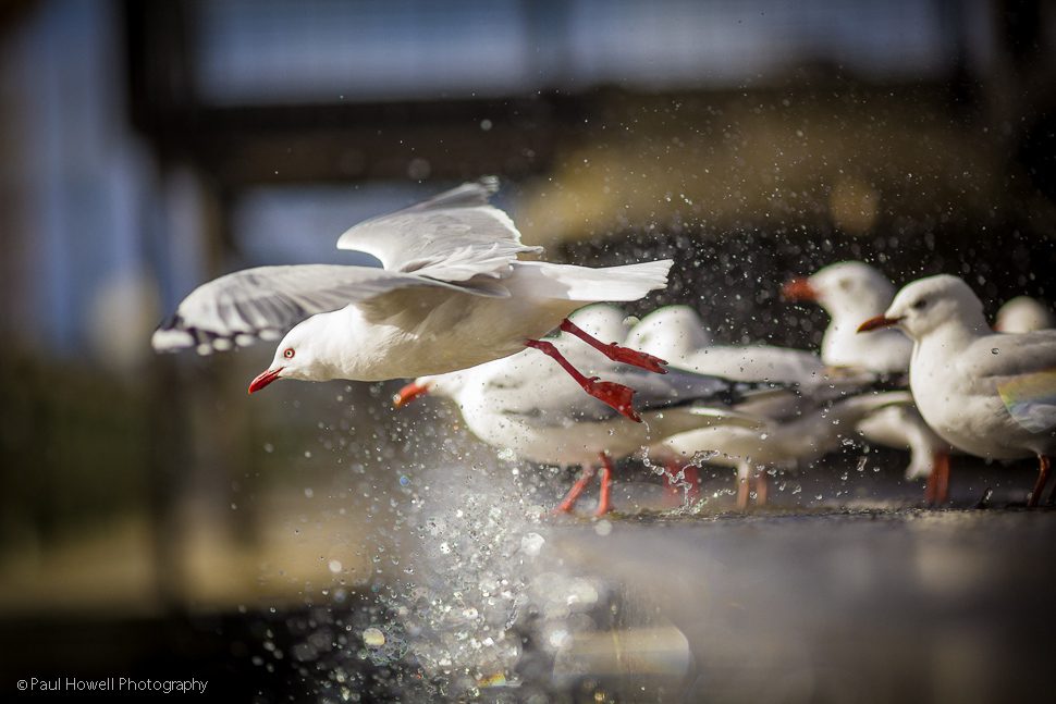 Wellington-photographer-paul-howell-seagulls in flight
