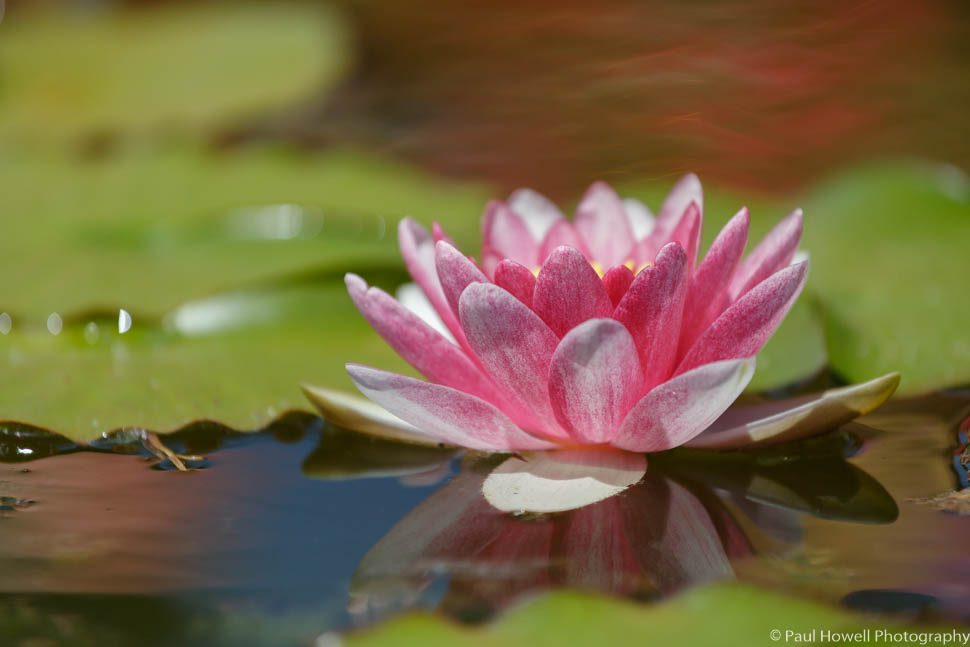 spectacular-indian-wedding-in-wellington-63